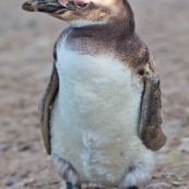 Spheniscus magellanicus. Famille : Spheniscidae. Manchot de Magellan.