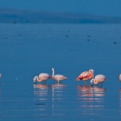 Flamants du Chili