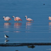 Phoenicopterus chilensis. Famille : Phoenicopteridae. Flamant du Chili, proche parent du flamant rose.Dans l'eau du lac Titicaca au levé du soleil.