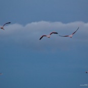 Phoenicopterus chilensis. Famille : Phoenicopteridae. Flamant du Chili, proche parent du flamant rose.Dans l'eau du lac Titicaca au levé du soleil.