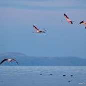 Flamants du Chili