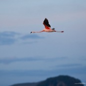 Phoenicopterus chilensis. Famille : Phoenicopteridae. Flamant du Chili, proche parent du flamant rose. En vol au dessus du lac Titicaca.