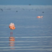 Flamants du Chili