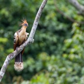 Opisthocomus hoazin. Hoatzin. Famille : Opisthocomidae. Enigme scientifique, cet oiseau n'est proche d'aucune autre espèce. Oiseau fossile du bassin amazonien.