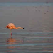 Flamants du Chili