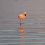 Flamants du Chili