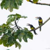 Toucanillo. Petit toucan.