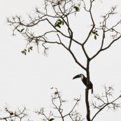 Toucan à Gorge Blanche