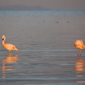 Flamants du Chili