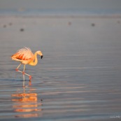 Flamants du Chili