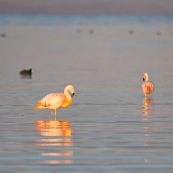 Flamants du Chili