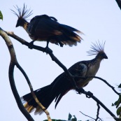 Paire de Hoatzin