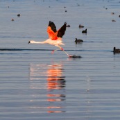 Flamants du Chili