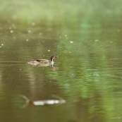 Canard avec des poissons