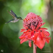 Campylopterus largipennis  : Colibri en vol sur rose de porcelaine (Etlingera elatior) : Nicolaia en bolivie (parc national Amboro.