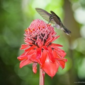 Campylopterus largipennis  : Colibri en vol sur rose de porcelaine (Etlingera elatior) : Nicolaia en bolivie (parc national Amboro.