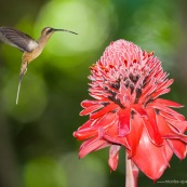 Phaethornis malaris : Colibri en vol sur rose de porcelaine (Etlingera elatior) : Nicolaia en bolivie (parc national Amboro.