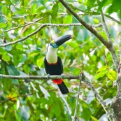 Toucan a gorge blanche