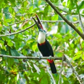 Toucan a gorge blanche