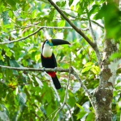 Toucan a gorge blanche