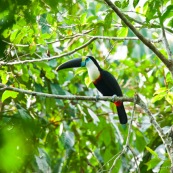 Toucan a gorge blanche