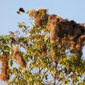 Cacicus cela