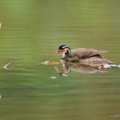 Grebifoulque d'Amerique