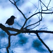 Oiseau en ombre chinoise