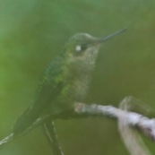 Colibri