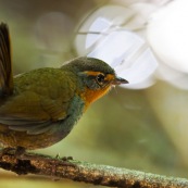 Chucao de trois quard arrière