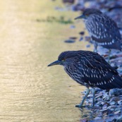 Deux jeunes Garzas