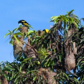 Cacicus cela. Oiseaux jaunes et noirs, nichant dans les arbres. Les nids forment des sortes de "massues" au bout des branches. Cacique cul jaune.