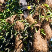 Cacicus cela. Oiseaux jaunes et noirs, nichant dans les arbres. Les nids forment des sortes de "massues" au bout des branches. Cacique cul jaune.