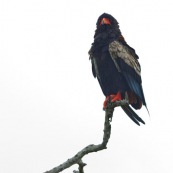 Bateleur des savanes - Terathopius ecaudatus