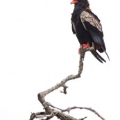 Bateleur