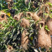 Cacicus cela. Oiseaux jaunes et noirs, nichant dans les arbres. Les nids forment des sortes de "massues" au bout des branches. Cacique cul jaune.