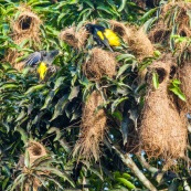 Cacicus cela. Oiseaux jaunes et noirs, nichant dans les arbres. Les nids forment des sortes de "massues" au bout des branches. Cacique cul jaune.