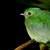 Lepidothrix coronata