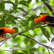 Coq de roche orange