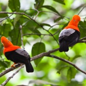 Coq de roche orange