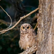 Le Hibou de Los Alerces