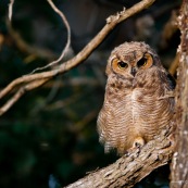 Le Hibou de Los Alerces