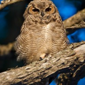 Le Hibou de Los Alerces