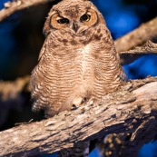 Le Hibou de Los Alerces