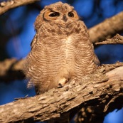 Le Hibou de Los Alerces