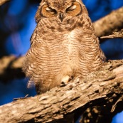 Le Hibou de Los Alerces