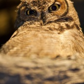 Le Hibou de Los Alerces