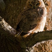 Le Hibou de Los Alerces