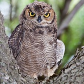 Le Hibou de Los Alerces