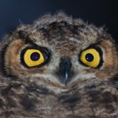 Le Hibou de Los Alerces